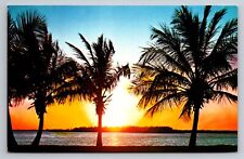 Sunrise Sunset In Florida Vintage Unposted Postcard Palm Trees picture