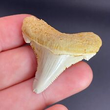 White Summerville Angustidens Shark Tooth Fossil Sharks Teeth South Carolina picture
