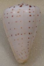 Conus Betulinus 64mm New Hebrides  picture