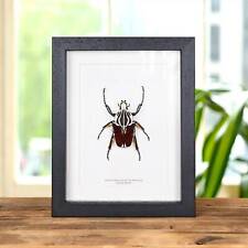 Goliath Taxidermy Beetle Frame (Goliathus goliatus) picture