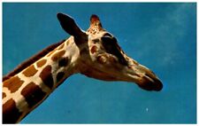 Postcard Nubian Giraffe Animals picture