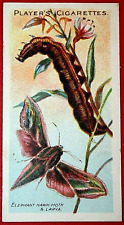 ELEPHANT HAWK MOTH   Vintage 1904 Illustrated Card  ED01MS picture