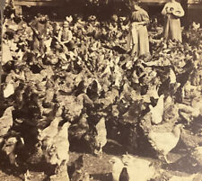 Feeding Chickens On Chicken Farm Large Flock Farmers Workers c1900 Underwood SB2 picture
