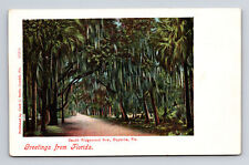 UDB Postcard Daytona FL Florida South Ridgewood Ave Palm Trees Moss picture