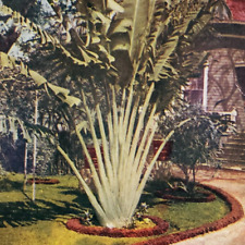 Hawaiian Travelers Palm Tree Stereoview c1905 Hawaii Island Tropical Plant C1207 picture