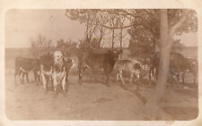 VINTAGE POSTCARD VERY EARLY RPPC HERD OF GRAZING COWS CYKO CARD c. 1904-1918 picture