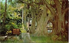 Banyan Tree McKee Jungle Gardens Vero Beach Florida FL Postcard UNP VTG Unused picture