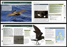 Storm Petrel - Sea & Shore - Birds Of Britain Atlas Editions Fold Out Card picture