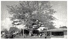 RPPC The Famous Kapok Tree Scene Clearwater Florida FL -PC65 picture
