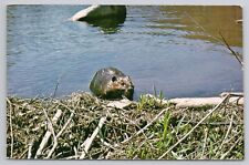 Postcard Beaver at Work on Dam in Canaan Valley West Virginia picture