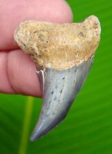 PAROTODUS Benedeni Shark Tooth - 1.80 in. - SHARKS TEETH - REAL FOSSIL JAW picture