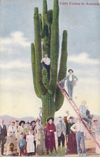 1913 Giant Cactus In Arizona View Of People Standing By & On It Antique Postcard picture