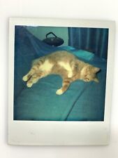 (AbB)  Original FOUND PHOTO Photograph Snapshot Polaroid Fat Orange Cat On Bed picture