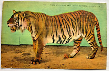 Tiger Ringling Brothers Circus Postcard Winter Quarters Sarasota Florida Linen picture