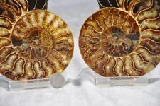 Large Ammonite Split Pair Crystals 5.0