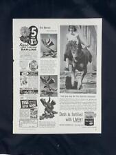 Magazine Ad* - 1954 - Dash Dog Food - Doberman Pinscher picture