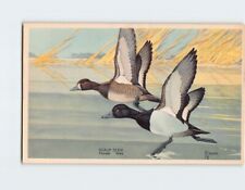Postcard Scaup Duck picture