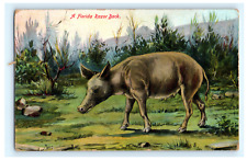 Postcard Florida Razor Back Souvenir Artistic Series Made in Germany c1910's picture