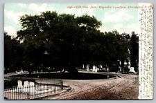 Postcard Old Oak Tree Magnolia Cemetery Charleston South Carolina SC c 1906 picture