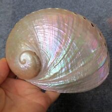 Large 13-15cm Abalone Shell, Beautiful Color Abalone, White Abalone Shell Ritual picture