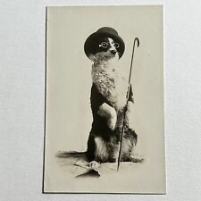 Antique RPPC Real Photograph Postcard Dog Doing Trick With Hat Cane & Glasses picture