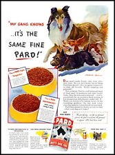 1944 Collie terrier spaniel Pard Swift's dog food vintage art Print Ad  adL27 picture