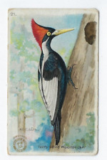 Useful Birds of America Card Ivory Billed Woodpecker Arm & Hammer #21 1918 picture