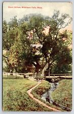Middlesex Fells Massachusetts~Giant Willow Tree By Stream~Vintage Postcard picture
