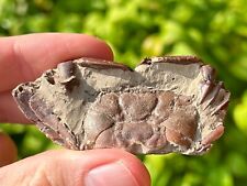 China Fossil Crab Rare Cenozoic Age Crustacean Chinese Fossils picture