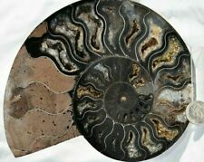 RARE BLACK Ammonite SINGLE Deep Crystals One Half only 6.0