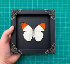Real Butterfly Framed for Moon Shelf Wall Decor Taxidermy Insect Collections picture