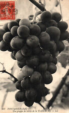 CPA 77 - FONTAINEBLEAU (Seine et Marne) - grape cluster of the Treille du Roy picture