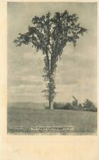 Massachusetts North Orange Sentinel Tree Ingalls C-1905 Postcard 22-1930 picture