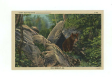 Vintage Animal  Postcard    BEAR CUB IN FOREST  LINEN   HAWLEY, PA.    UNPOSTED picture