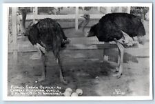 St. Augustine FL Postcard RPPC Photo Florida Grown Ostrich Cline c1940's Vintage picture