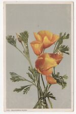 California Poppy Detroit Publishing Company Posted 1914 Postcard picture