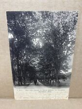 Elm Trees Planted by Daniel Webster Marshfield MA 1905 Antique Postcard picture