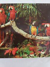 C 1960 Bright Colored Red Yellow Blue Parrots on Branch Jungle Miami FL Postcard picture