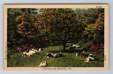Evansville WI-Wisconsin, General Greetings, Cows at Rest, Vintage Postcard picture