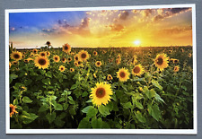 Beautiful Sunset Over a Sunflower Field - Lantern Press Postcard picture