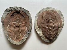 Fossil Positive/Negative Trilobite Cambropallas Coffin Cambrian Morocco—11 lbs 5 picture