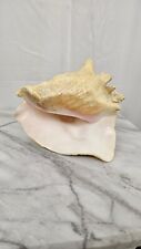 Large Conch Shell 8 1/2 inches Long picture