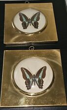 Vintage Butterfly Specimen Taxidermy picture