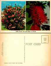 Vintage Postcard - Florida's Bottle Brush Tree in Bloom, Florida  picture
