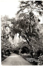 RPPC Killearn Gardens Tallahassee Florida Postcard Road Through Trees picture