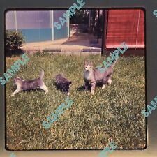 Vintage 35mm Slides - CATS & DOGS 1960s 1970s 1980s pets men women - Lot of 62 picture