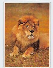 Postcard Lion Exotic Wildlife picture