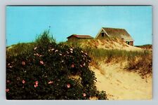 Cape Cod, MA-Massachusetts, Shack On The Dunes, Roses, Vintage Postcard picture