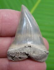 MAKO SHARK TOOTH - 1.79 in.  LEE CREEK - AURORA - SHARKS TEETH - REAL FOSSIL picture