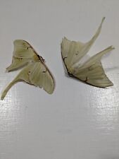 Luna Moth Pair picture